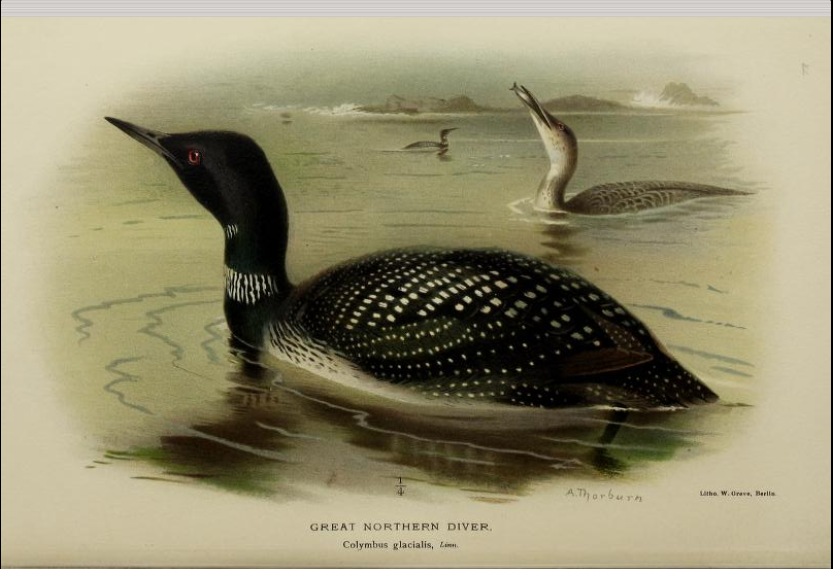 great northern diver from Coloured Figures